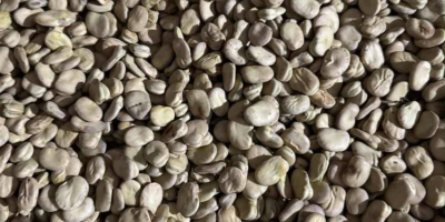 Sprzedam bób odmiany Rambos, Bizon Zbiór 2025 rok. Bez