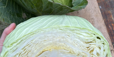 W razie potrzeby możemy zorganizować transport. Dostawa bezpłatna w