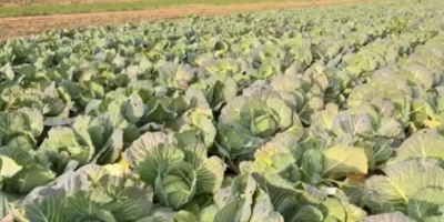 W razie potrzeby możemy zorganizować transport. Dostawa bezpłatna w