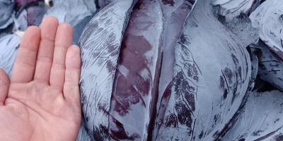 Sprzedam kapustę czerwona zdrowy towar kaliber 2-4 kg