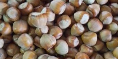 Sprzedam orzechy laskowe około 500 kg zbiór 2025