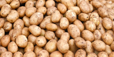 Świeże ziemniaki pakowane w Big Bax lub na zamówienie.