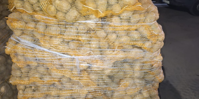 Witam, mam do sprzedania ziemniaki odmiany Soraya, Melody, Marabel.