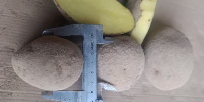 Witam, mam do sprzedania ziemniaki odmiany Soraya, Melody, Marabel.