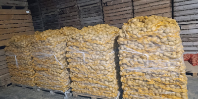 Witam, mam do sprzedania ziemniaki odmiany Soraya, Melody, Marabel.