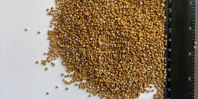 Sprzedam gorczycę białą czystość ~99% w big bag