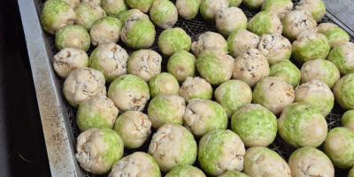 Sprzedam seler myty na szczotkarce , kaliber 0,4-1,2 kg