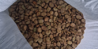 Sprzedam nasiona bobu Bizon 2025 około 1,7 tony zapraszam