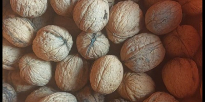 Sprzedam orzechy włoskie całe, kraj pochodzenia Polska (Lubelszczyzna). Orzechy