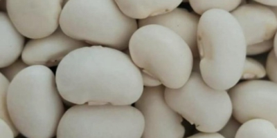 Sprzedam Fasolę Jaś karłowy . Możliwość zapakowania w worki