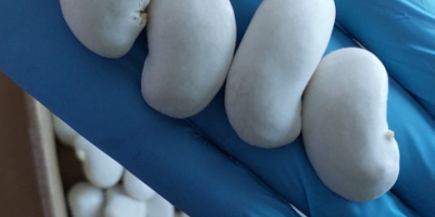 Fasola piękny jaś zdjecia przed i po namoczeniu.Tel [telefon]