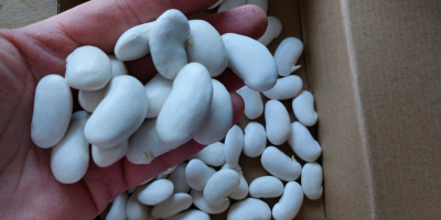 Fasola piękny jaś zdjecia przed i po namoczeniu.Tel [telefon]