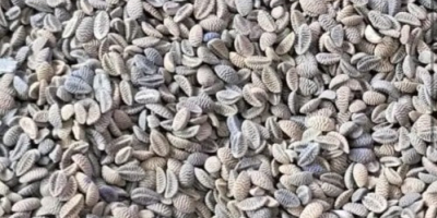 Sprzedaję nasiona facelii, od 22 ton. Masz pytania? Zadzwoń