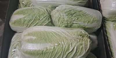 Witam Sprzedam kapuste pekinska Kaliber 0.8-1.8kg Oraz drobna 0.3-0.6kg.