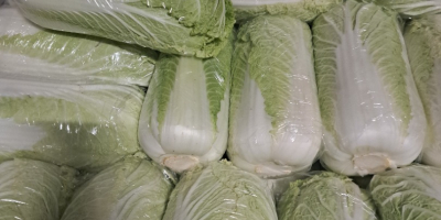 Witam Sprzedam kapuste pekinska Kaliber 0.8-1.8kg Oraz drobna 0.3-0.6kg.