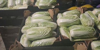 Witam Sprzedam kapuste pekinska Kaliber 0.8-1.8kg Oraz drobna 0.3-0.6kg.