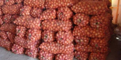 Jesteśmy wiarygodnym producentem i dostawcą cebuli z Uzbekistanu, z