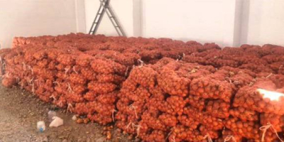 Jesteśmy wiarygodnym producentem i dostawcą cebuli z Uzbekistanu, z