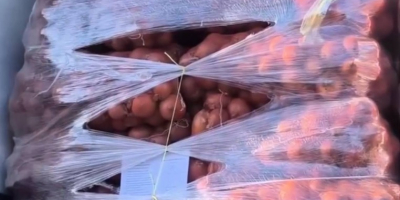 Jesteśmy wiarygodnym producentem i dostawcą cebuli z Uzbekistanu, z