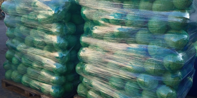 Sprzedam Kapustę Białą i kapustę czerwoną 1-3 kg opakowanie