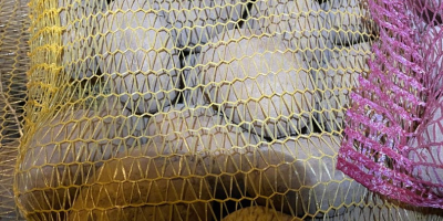 Mam na sprzedaż 24 tony ziemniaka jadalnego odmiana PARADISO