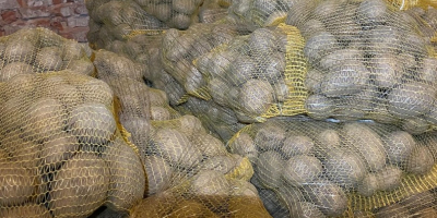 Mam na sprzedaż 24 tony ziemniaka jadalnego odmiana PARADISO