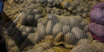 Mam na sprzedaż 24 tony ziemniaka jadalnego odmiana PARADISO