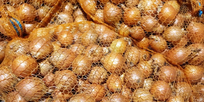 Sprzedam cebulę kon.[telefon]