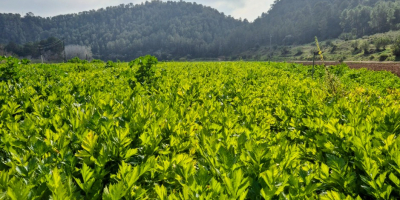 Do 5 ton. Tygodniowa wydajność dostaw: 1 tona dziennie.