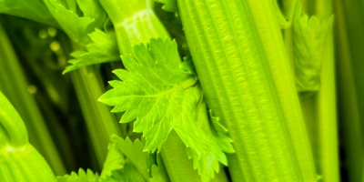 Do 5 ton. Tygodniowa wydajność dostaw: 1 tona dziennie.