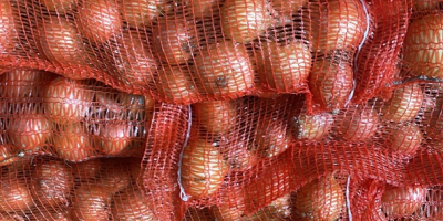 W czerwcu 2026 roku zbierzemy 100 ha fasoli szparagowej