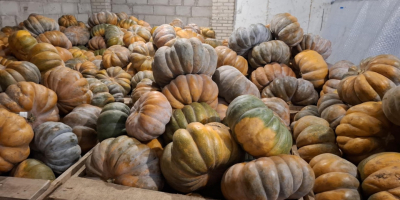 Dzień dobry sprzedam dynię muscat