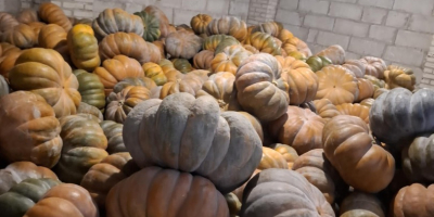 Dzień dobry sprzedam dynię muscat