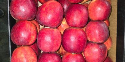 Sprzedam Prince Golden Jonagored Ligol Idared Gala Pinova Boskop