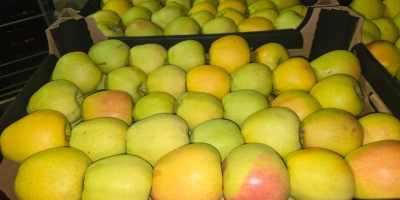 Sprzedam Prince Golden Jonagored Ligol Idared Gala Pinova Boskop