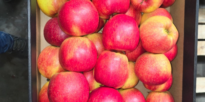 Sprzedam Prince Golden Jonagored Ligol Idared Gala Pinova Boskop