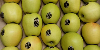 Sprzedam jabłka deserowe , drobne i 2 klasy odmiany