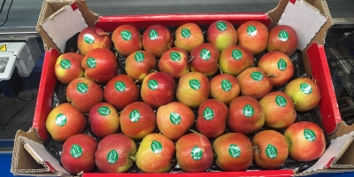 Sprzedam jabłka deserowe , drobne i 2 klasy odmiany