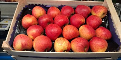 Sprzedam jabłka deserowe , drobne i 2 klasy odmiany