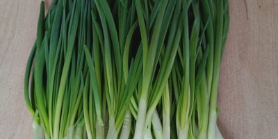 Witam sprzedam szczypior w pęczkach jak i na wagę