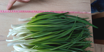 Witam sprzedam szczypior w pęczkach jak i na wagę