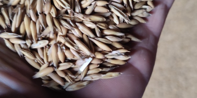 Sprzedam owies rok temu zakupiony z centrali suchy i