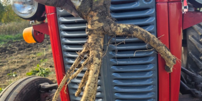 Makrela pierwszej i drugiej klasy 20 ton przez cały