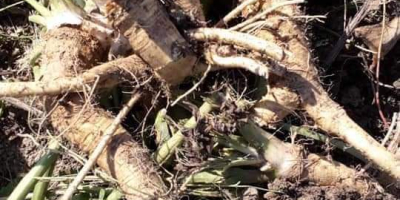 Makrela pierwszej i drugiej klasy 20 ton przez cały