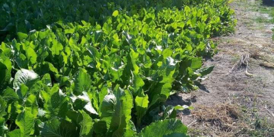 Makrela pierwszej i drugiej klasy 20 ton przez cały