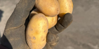 FOR SALE: Baby Potatoes 22-40mm – Gala & Queen
