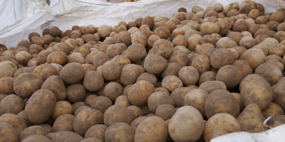 FOR SALE: Baby Potatoes 22-40mm – Gala & Queen