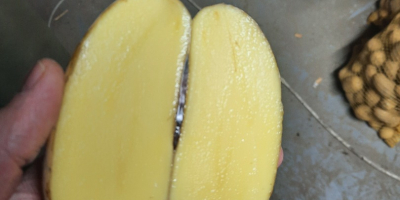 FOR SALE: Baby Potatoes 22-40mm – Gala & Queen