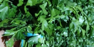 Świeża dostawa natki z Uzbekistanu, towar można zobaczyć na