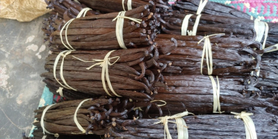 Świeże laski wanilii (odmiana Bourbon) z Ugandy. Dowolne ilości.